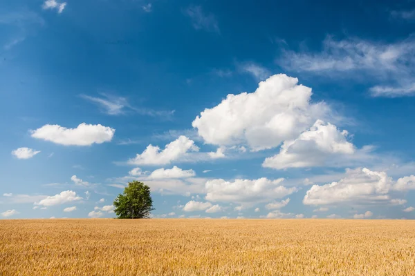 Árbol solitario en campo de trigo sobre cielo azul nublado — Foto de Stock