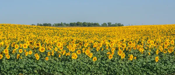Summer sunflower field over cloudy blue sky — Stock Photo, Image