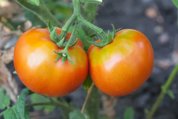 Tomates maduros prontos para pegar em uma estufa — Fotografia de Stock