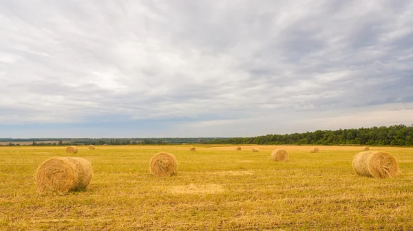 Field with straw bales in summer — Stock Photo, Image