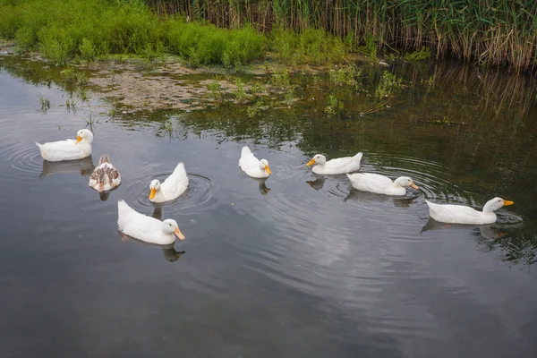 White geese swimming on a pond — Stock Photo, Image