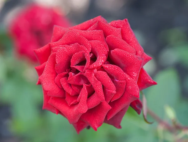 Красива червона троянда, сфотографована в саду . — стокове фото