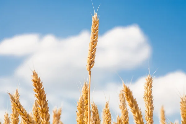 Gold ears of wheat under sky. soft focus on field — Stock Photo, Image