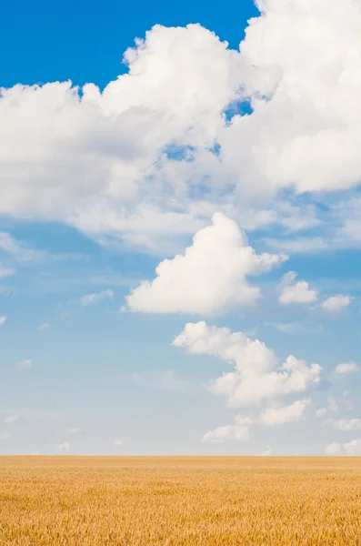 Campo de trigo y cielo azul con nubes — Foto de Stock