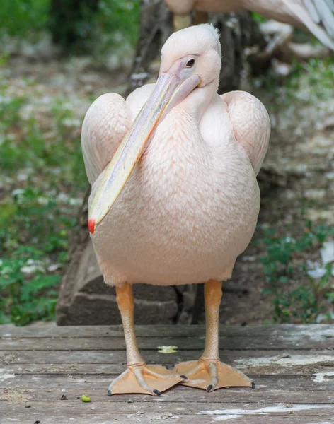 動物園でピンクのペリカンの肖像画 — ストック写真