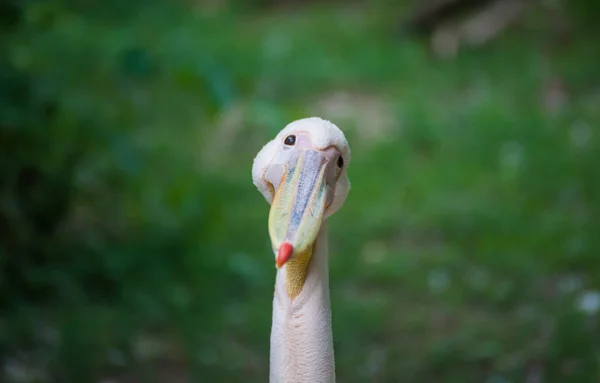 Retrato de um pelicano rosa no zoológico — Fotografia de Stock