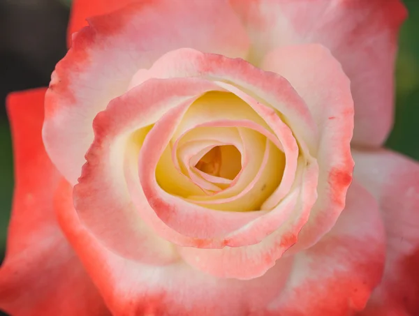 Rosa bonita rosa, fotografada no jardim . — Fotografia de Stock