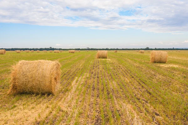 Field with straw bales in summer — Stock Photo, Image