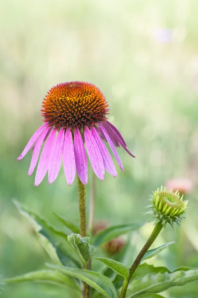 Echinacea Purpurea Maxima in un giardino — Foto Stock