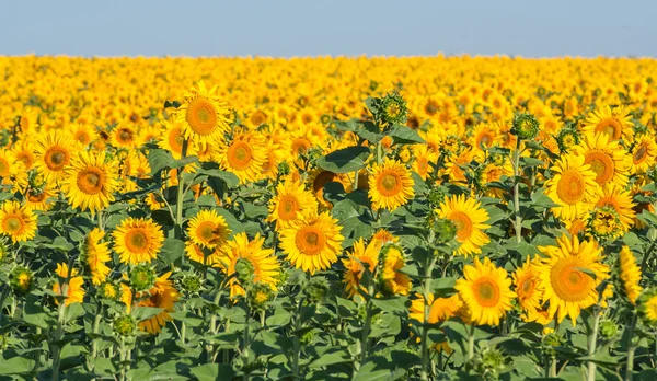 Sommaren solros fält över mulen himmel — Stockfoto