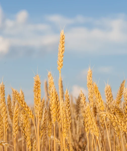 Hojas de oro de trigo bajo el cielo. enfoque suave en el campo — Foto de Stock