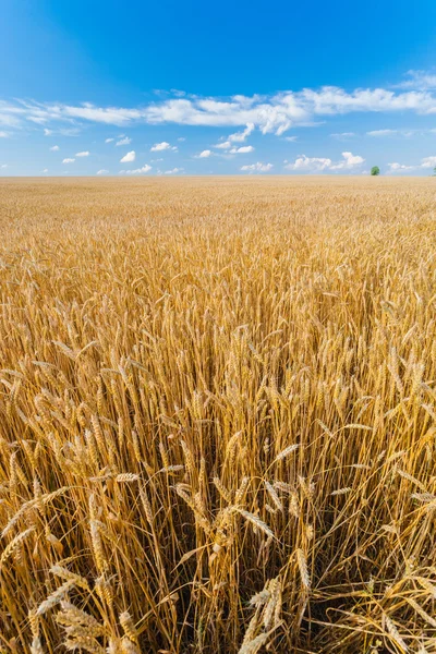 Campo de trigo y cielo azul con nubes —  Fotos de Stock