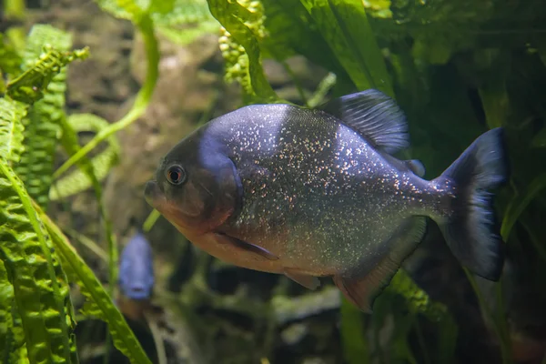 Červená bellied piraňa plave v temných vodách — Stock fotografie