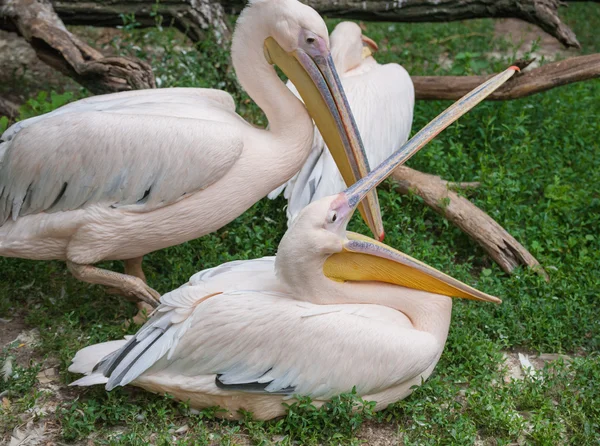 動物園でピンクのペリカンの肖像画 — ストック写真