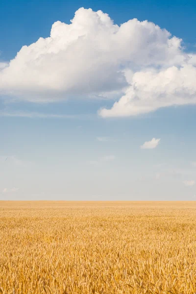 Tarweveld en blauwe lucht met wolken — Stockfoto