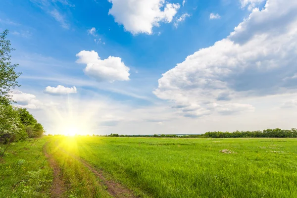 Paisagem de verão com grama verde — Fotografia de Stock