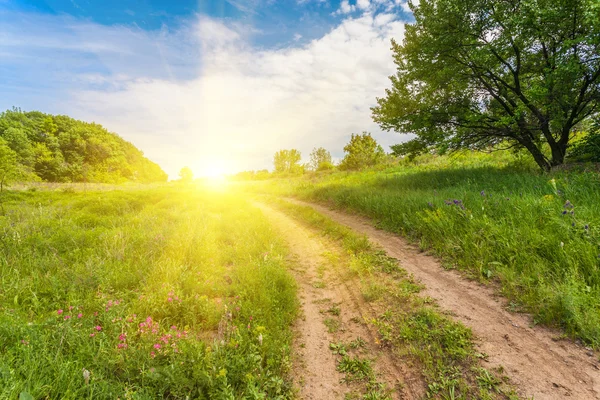 Paisaje de verano con hierba verde — Foto de Stock