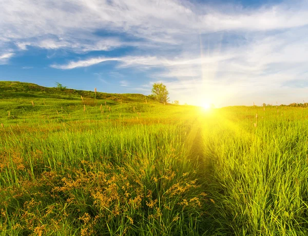 Äng med grönt gräs och blå himmel — Stockfoto