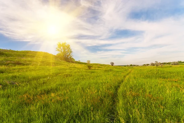 Äng med grönt gräs och blå himmel — Stockfoto