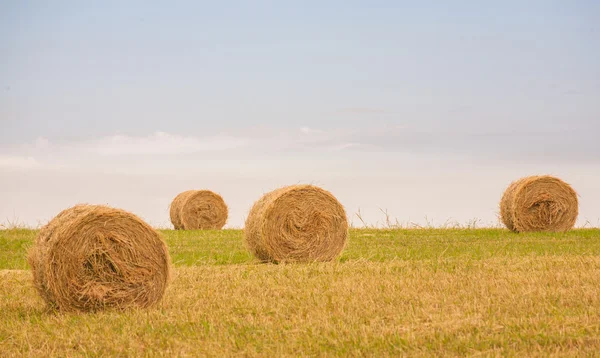 Campo com fardos de palha no verão — Fotografia de Stock