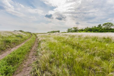 Yeşil çimenli yaz manzarası