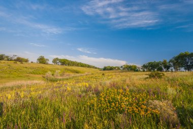 Yeşil çimenli ve mavi gökyüzlü çayır