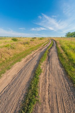 Yeşil çimenli yaz manzarası