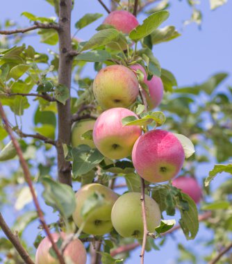 elma elma ağacı dalı Bahçe