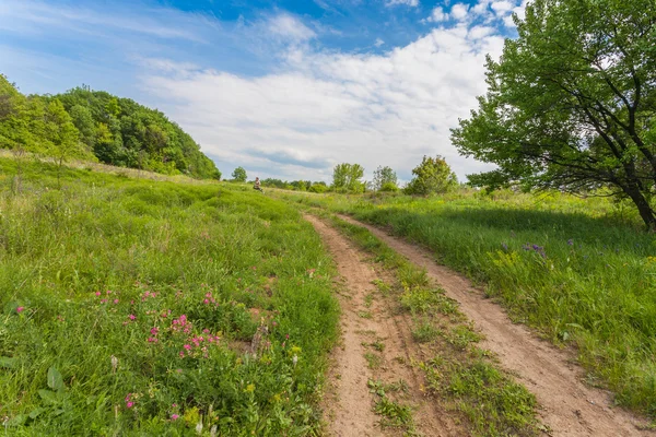 Summer landscape with green grass — Stock Photo, Image