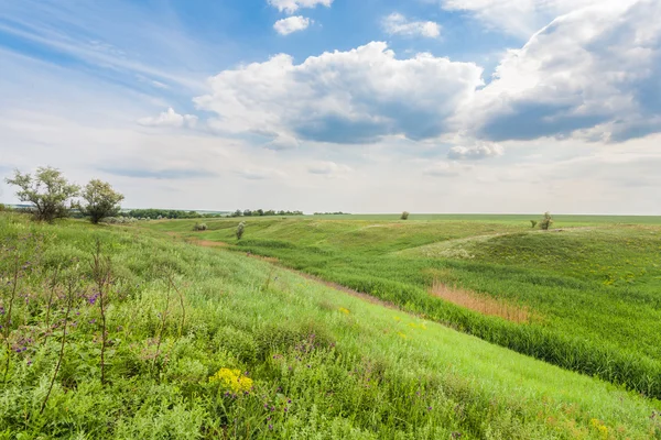 緑の草と青い空の牧草地 — ストック写真