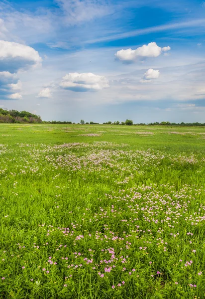 Prado con hierba verde y cielo azul — Foto de Stock