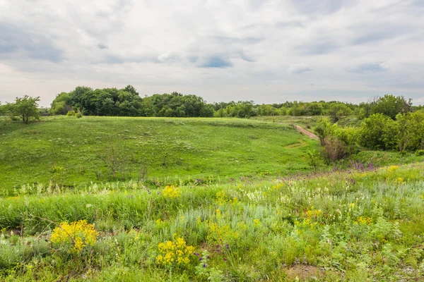 Meadow with green grass and blue sky — Stock Photo, Image