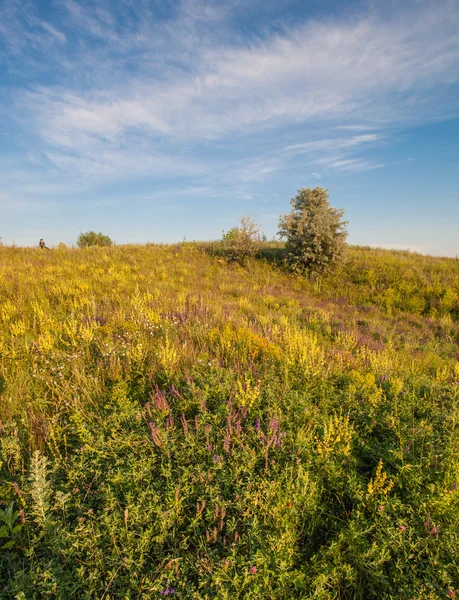 Prato con erba verde e cielo blu — Foto Stock