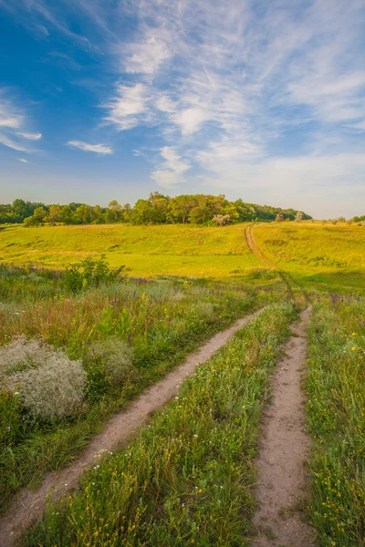 Paysage d'été avec herbe verte — Photo