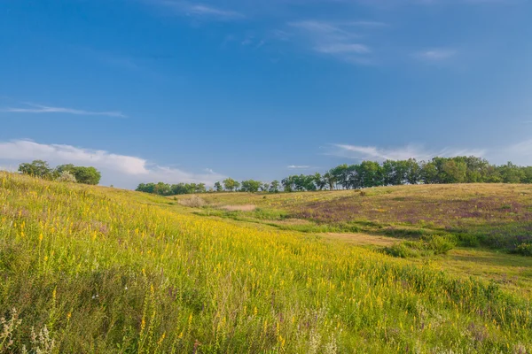 Louka se zelenou trávou a modrou oblohou — Stock fotografie