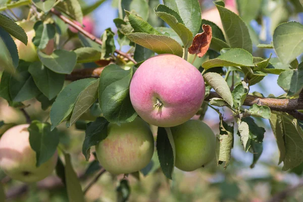 Apples on apple tree branch in garden — Stock Photo, Image