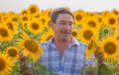 Ayçiçeği seyir çiftçi