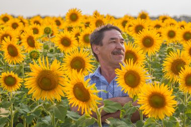 Ayçiçeği seyir çiftçi