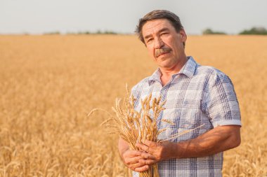 Bir buğday tarlasında duran çiftçi