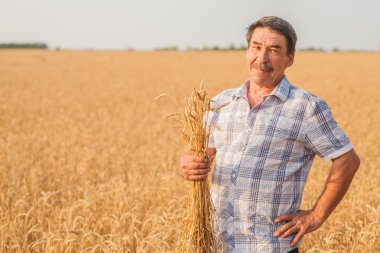Bir buğday tarlasında duran çiftçi