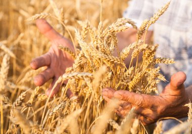 Olgun altın buğday kulaklar onun elinde