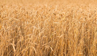 Altın Başak buğday gökyüzü altında