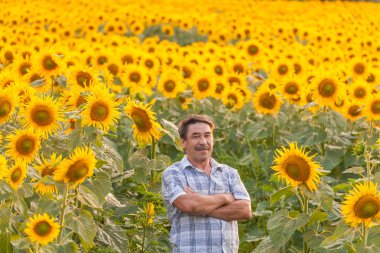 Ayçiçeği seyir çiftçi