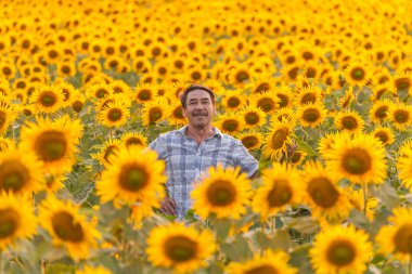 Ayçiçeği seyir çiftçi