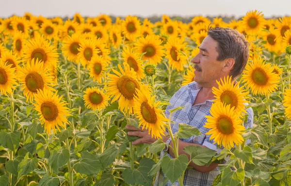 Boer kijken naar zonnebloem — Stockfoto