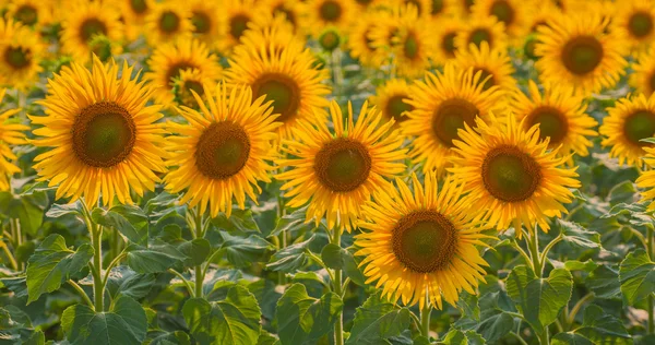 Zonnebloemen — Stockfoto