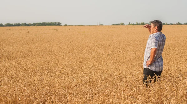 Boer die op een tarweveld staat — Stockfoto