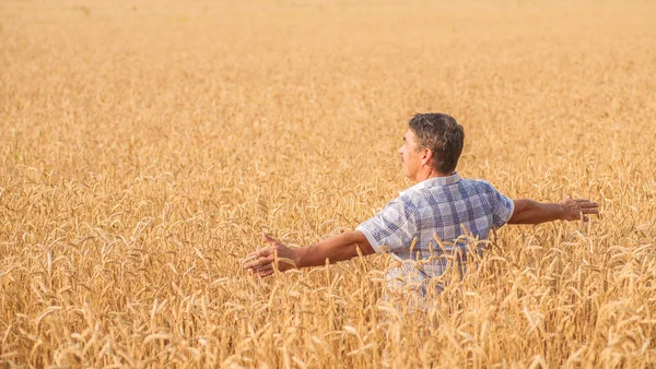 Farmer standing in a wheat field — Stock Photo, Image