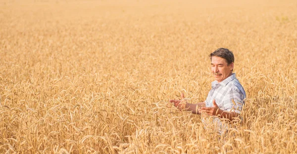 Agricultor em pé num campo de trigo — Fotografia de Stock