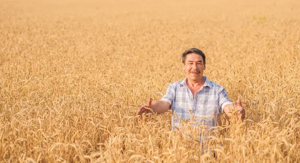 小麦畑に立つ農家は — ストック写真